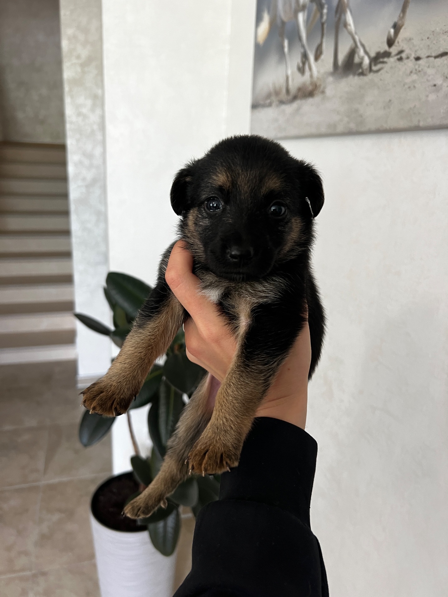 Милі цуценята шукають дім