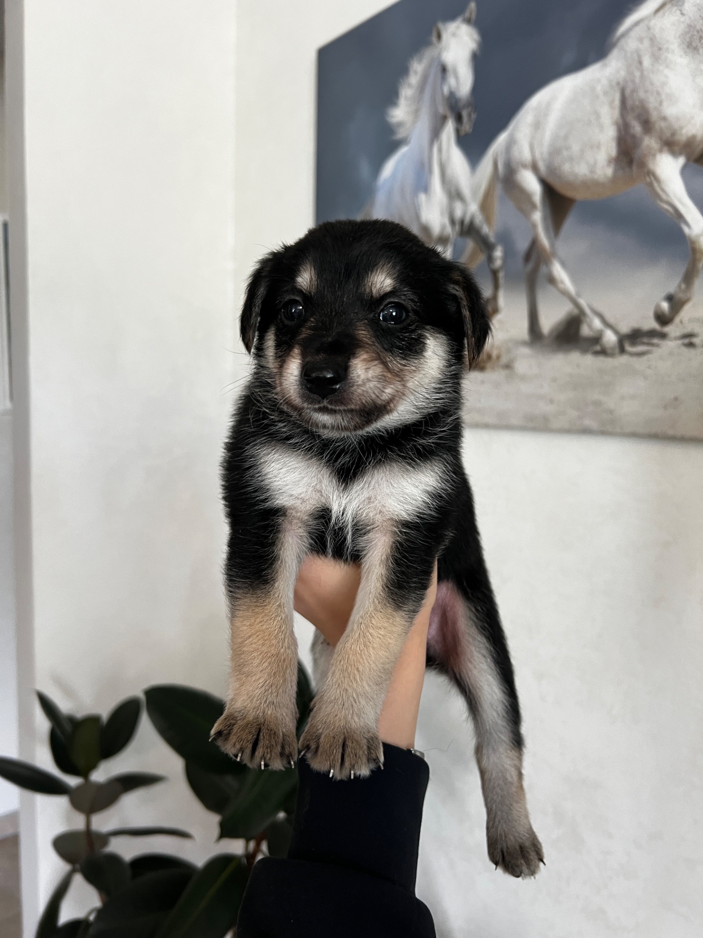 Милі цуценята шукають дім