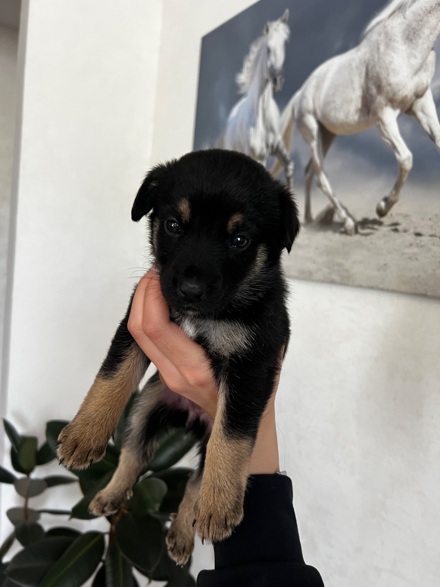 Милі цуценята шукають дім