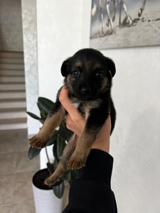 Милі цуценята шукають дім