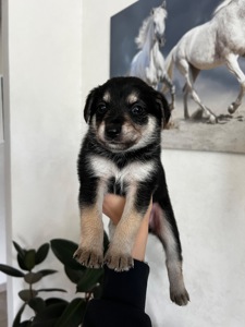 Милі цуценята шукають дім