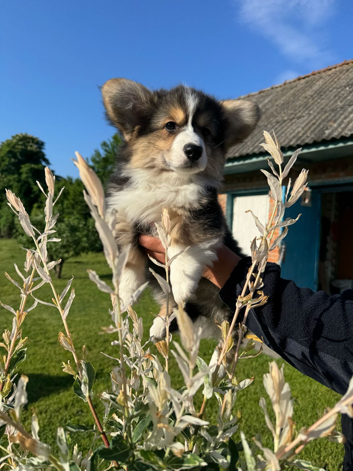 Вельш коргі дівчинка