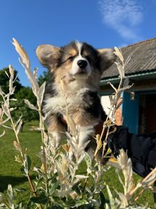 Вельш коргі дівчинка