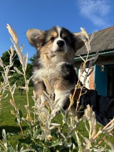 Вельш коргі дівчинка