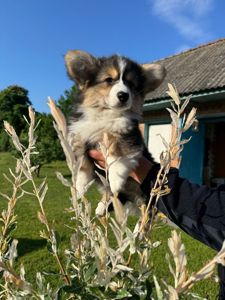 Вельш коргі дівчинка