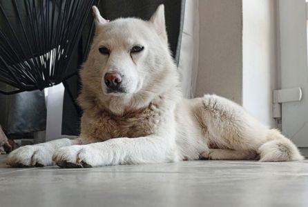 Ніжна красуня Айла шукає родину