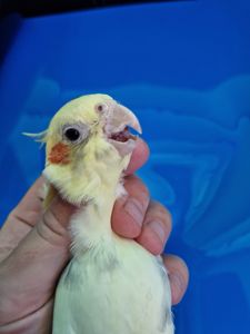 Молодые Кореллы окраса сорока и бокатый