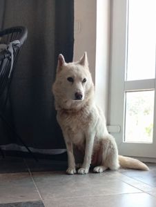 Ніжна красуня Айла шукає родину