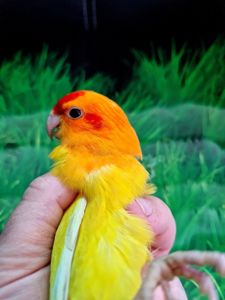 Очень красивые какарики попугаи