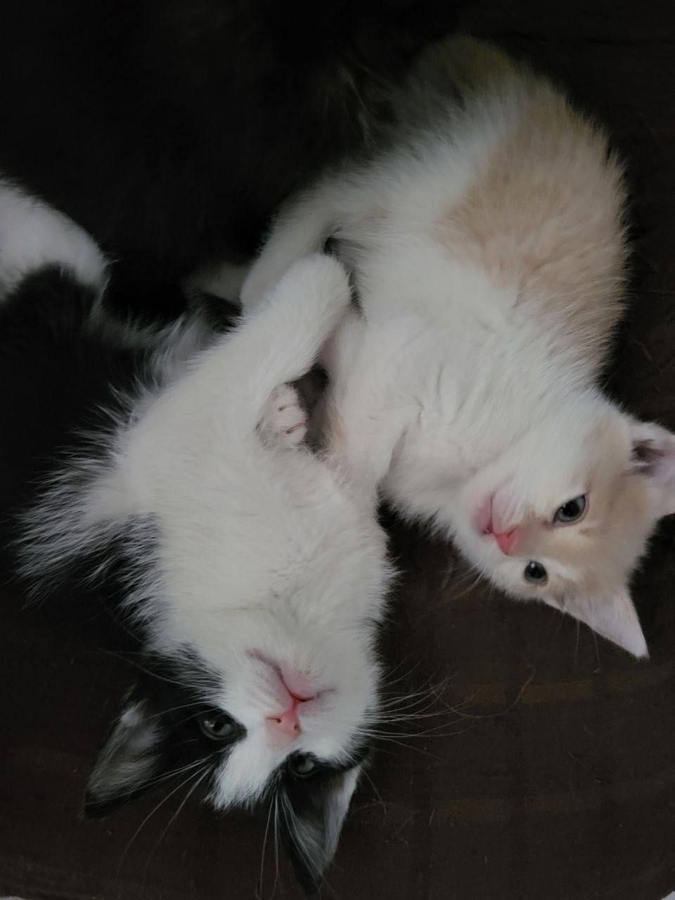 отдам котят в хорошие руки