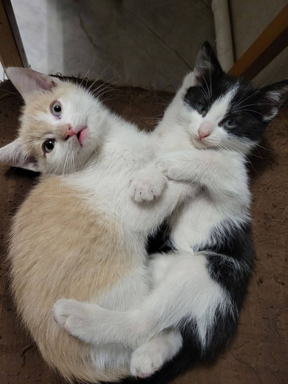 отдам котят в хорошие руки