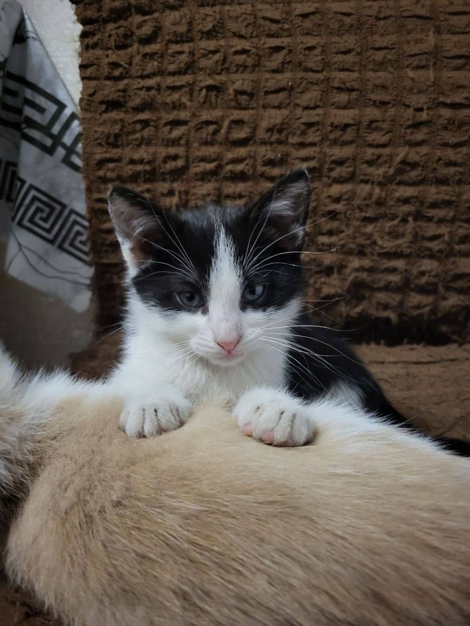 отдам котят в хорошие руки