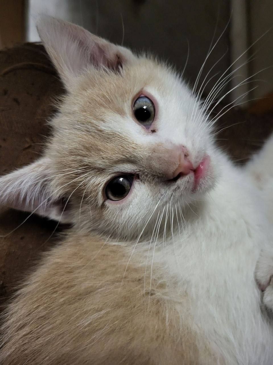 отдам котят в хорошие руки