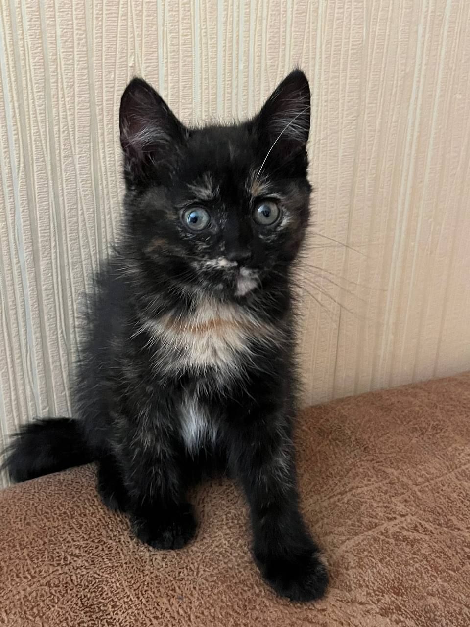 отдам котят в хорошие руки