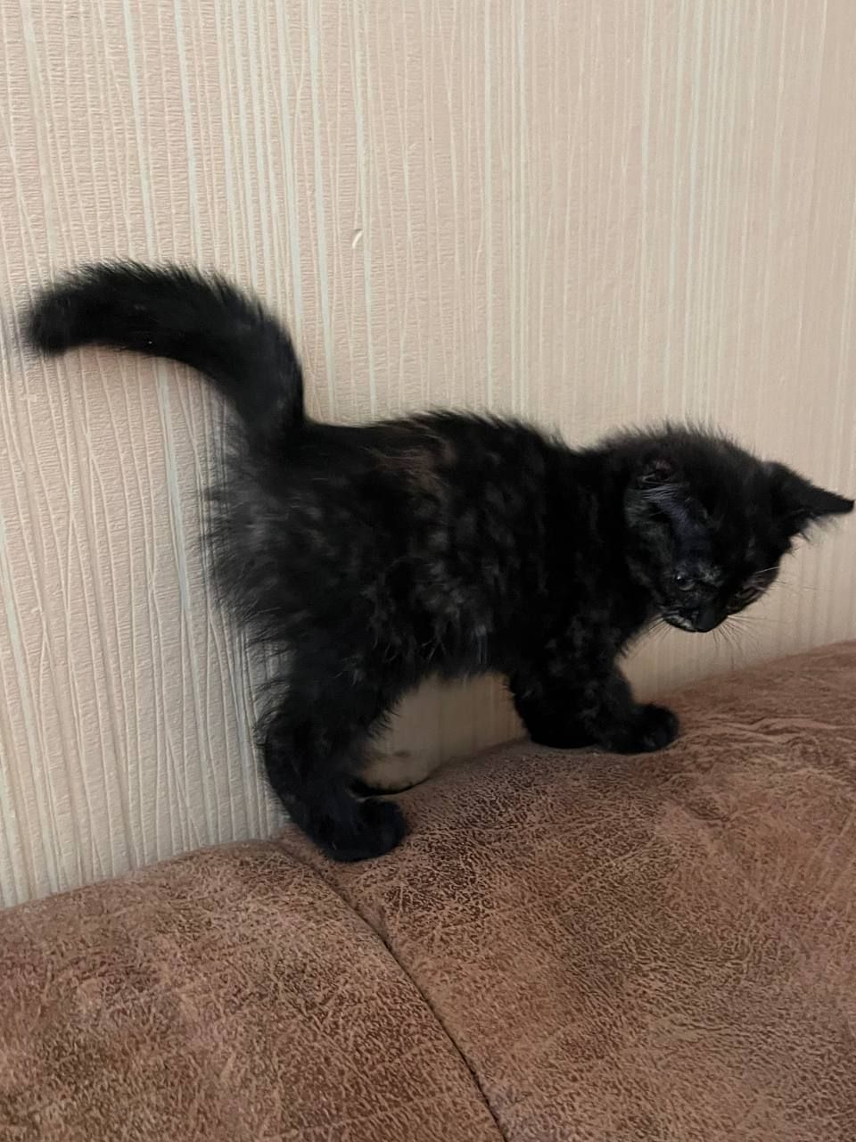 отдам котят в хорошие руки