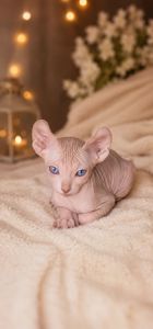 Котята конадский сфинкс, эльф