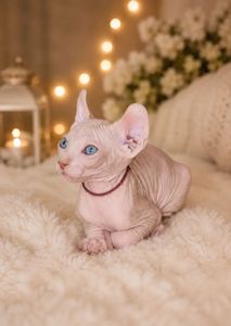 Котята конадский сфинкс, эльф