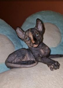 Котята конадский сфинкс, эльф