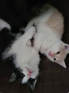 отдам котят в хорошие руки