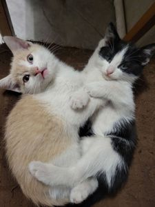 отдам котят в хорошие руки