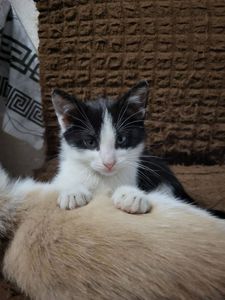 отдам котят в хорошие руки