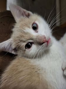 отдам котят в хорошие руки