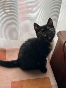 отдам котят в хорошие руки