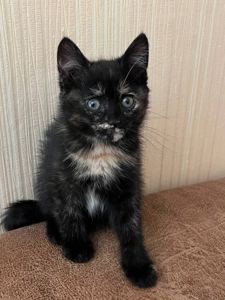 отдам котят в хорошие руки
