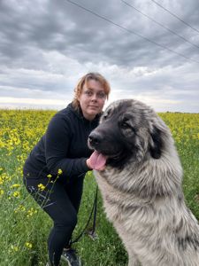 Хлопчик кавказької вівчарки, нащадок робочих чемпіонів, козопас, охоронець, компаньйон