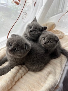 Шотландські кошенята