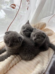 Шотландські кошенята