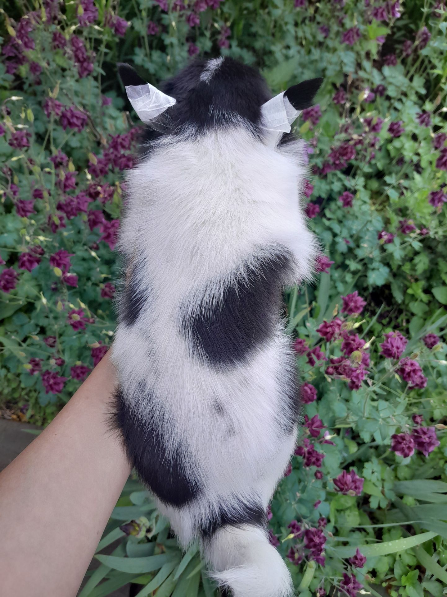 Девочка Ксу чиха