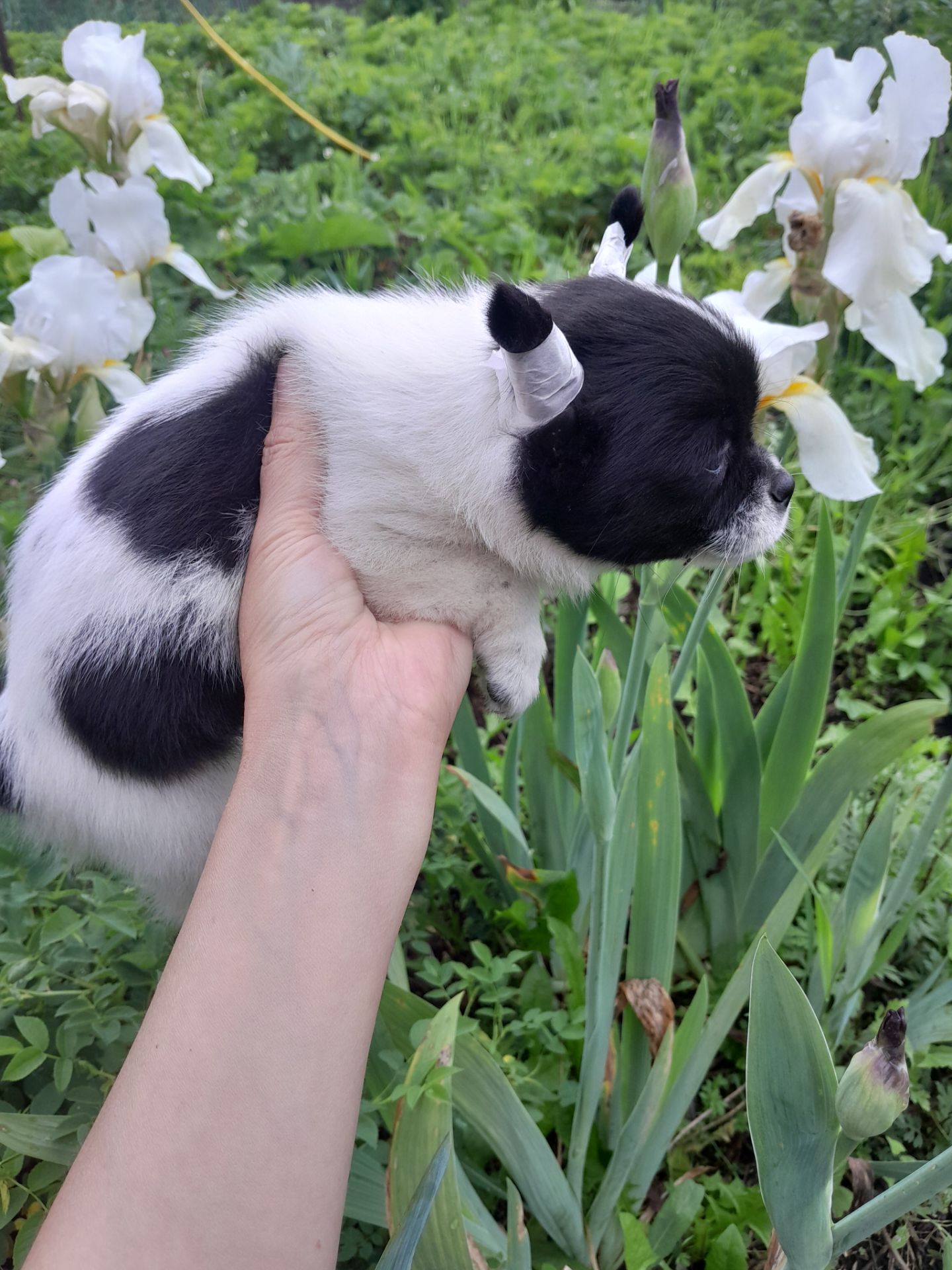 Девочка Ксу чиха