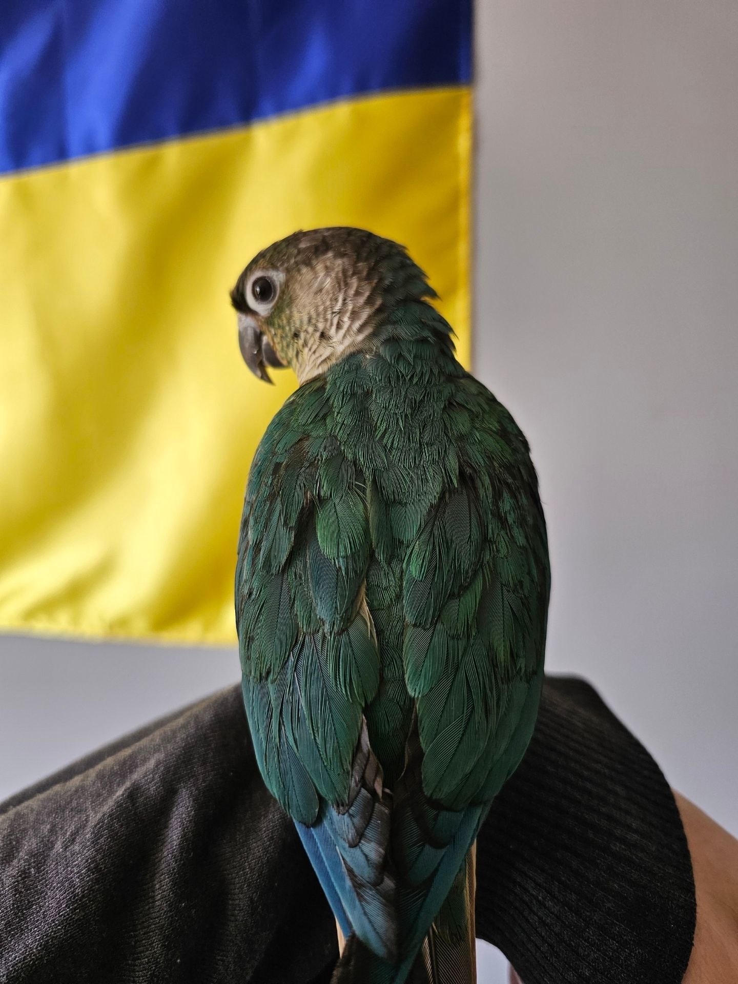 Піруру з приданим
