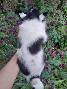 Девочка Ксу чиха