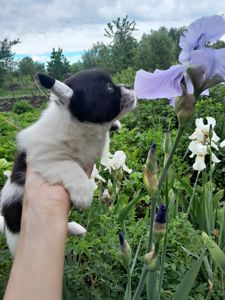 Девочка Ксу чиха