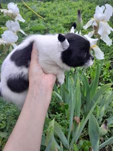 Девочка Ксу чиха
