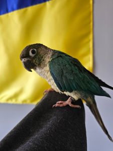 Піруру з приданим