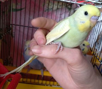 Ручные птенчики волнистые попугайчики