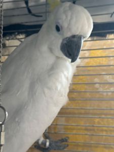 Какаду жовтохохлий ручний