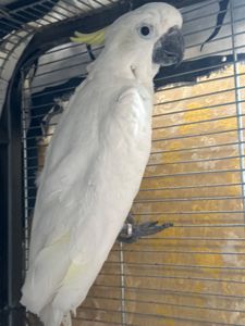 Какаду жовтохохлий ручний