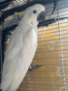 Какаду жовтохохлий ручний