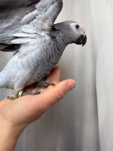 Птенцы попугая Жако