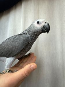 Птенцы попугая Жако