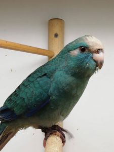 Синий редкий какарик птенец