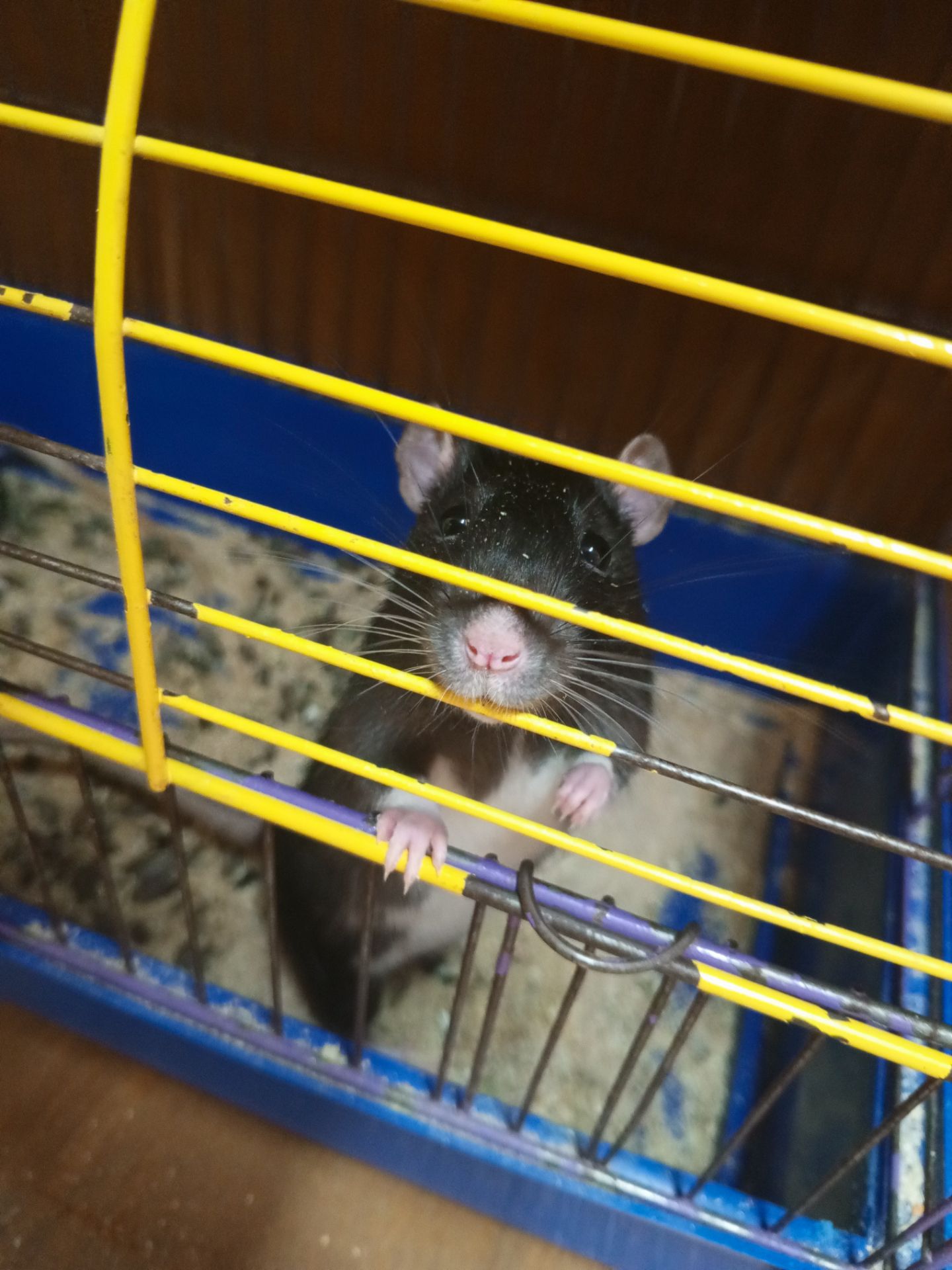 Продам двух крис