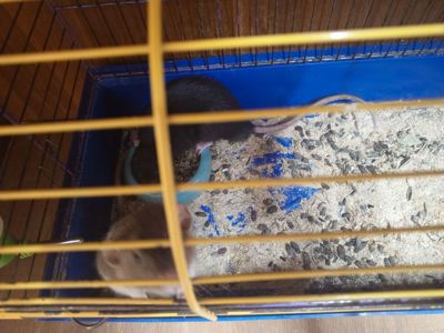 Продам двух крис