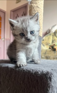 Сіра шиншила