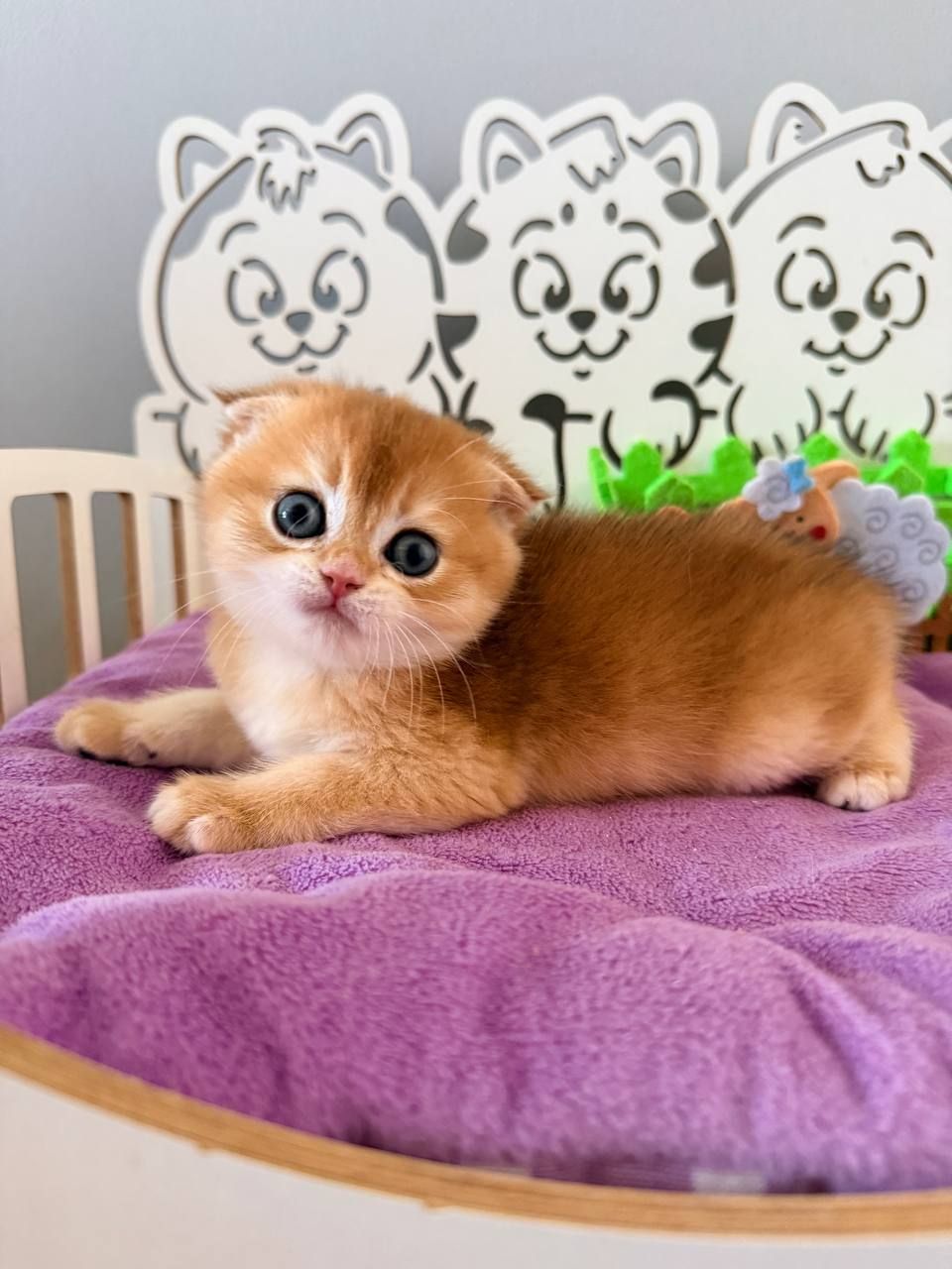 Котята шотландские Scottish