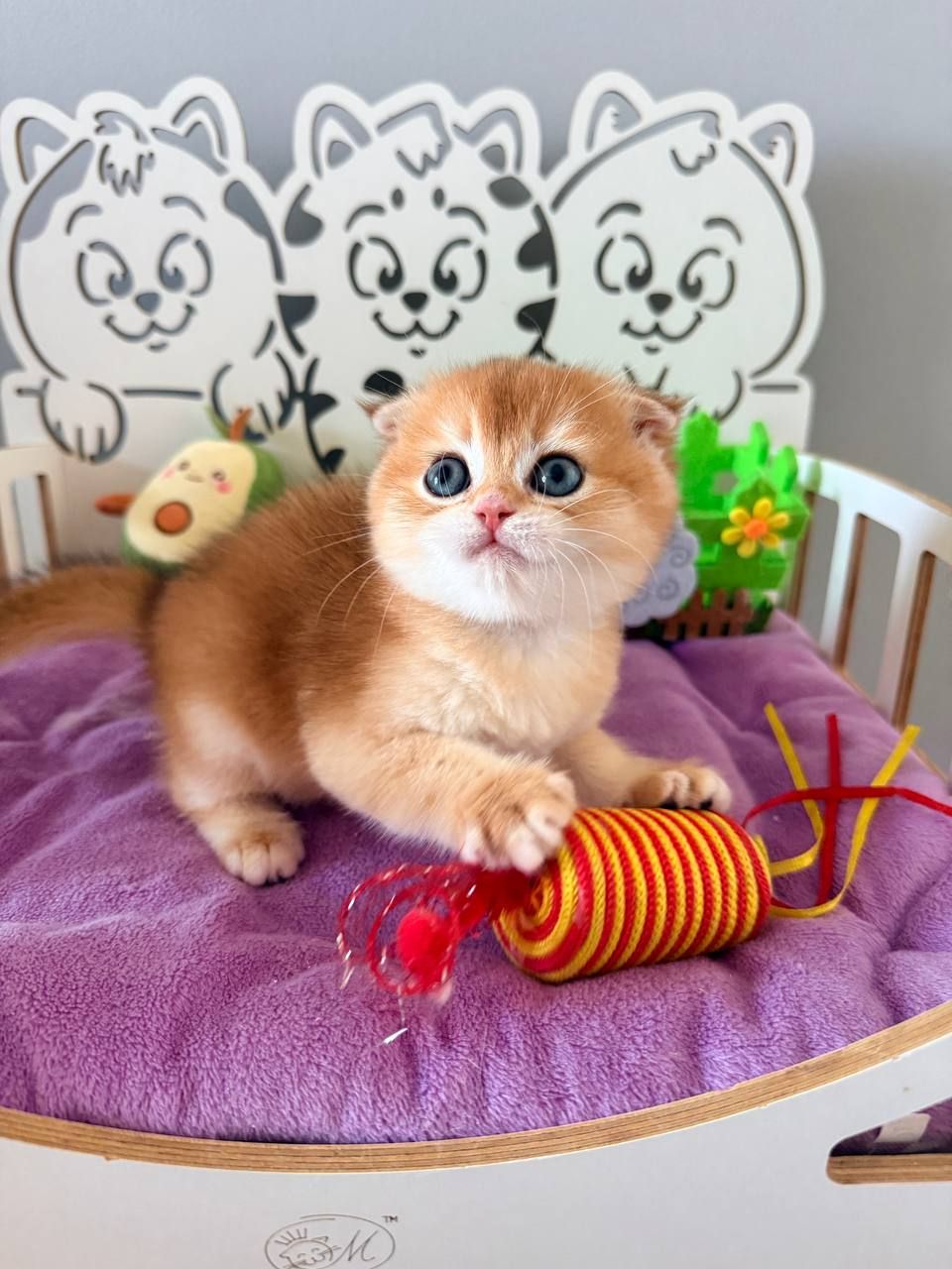 Котята шотландские Scottish